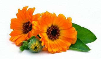 An extract of calendula in the composition of the Erogenous X